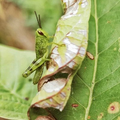 Javanese grasshopper (Valanga nigricornis)