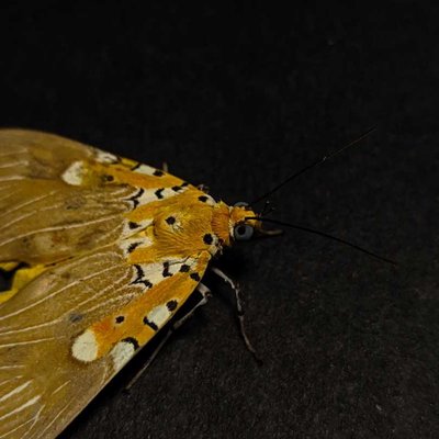 🦋