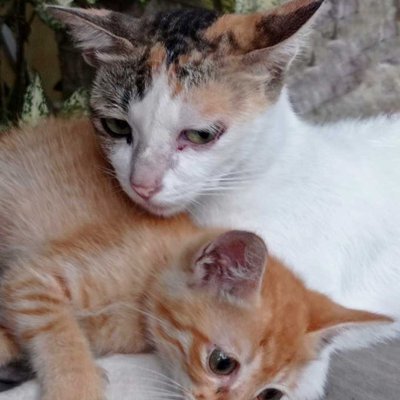 Mother cat and kitten