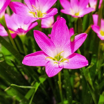 A late bloom is still beautiful❤