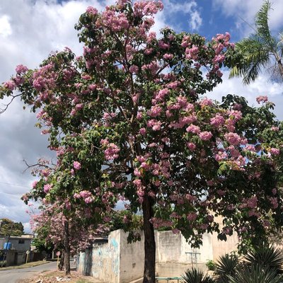 Ya se siente la primavera