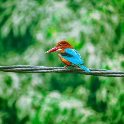 Bird Photography 