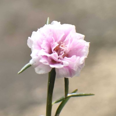 Krokot mawar