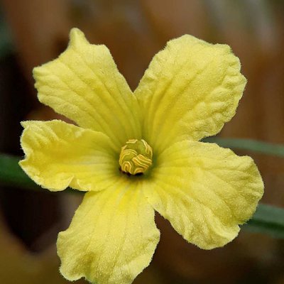 Bunga Melon