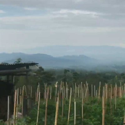 kebun cabai