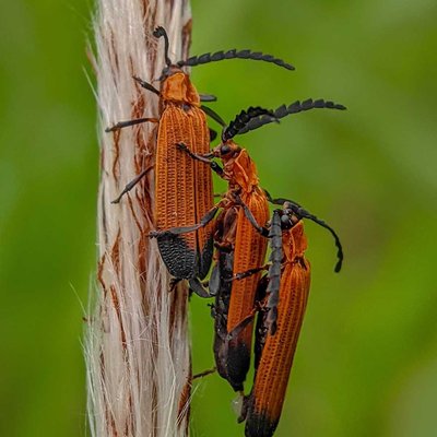 Lycidae