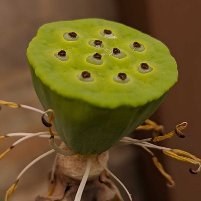 Biji Teratai 