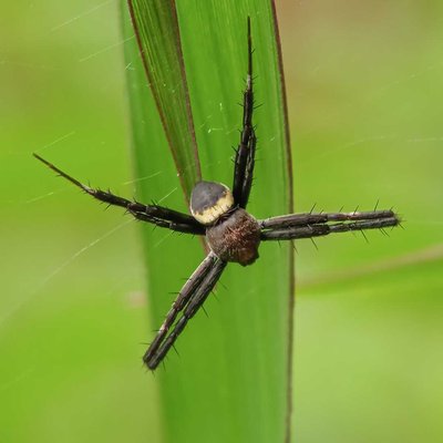 Araneidae