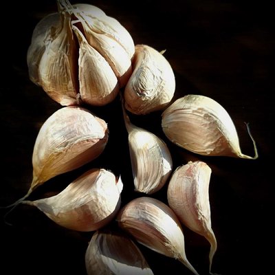 Garlic