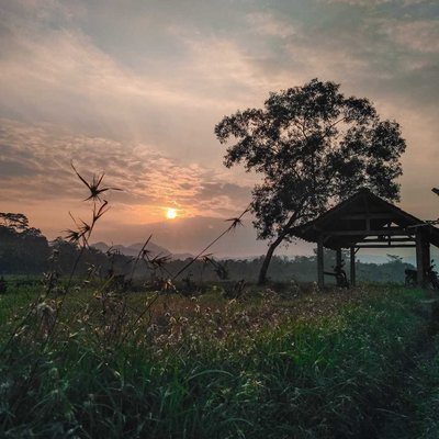 Gubug Tua di Tengah Sawah

