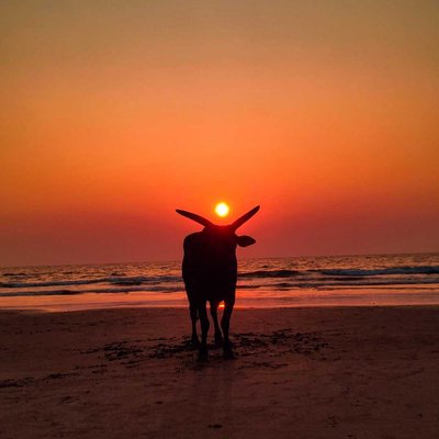bull with sunset 