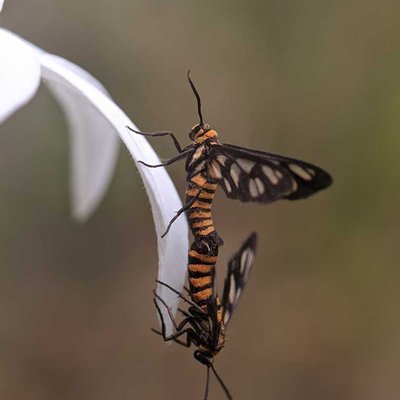Amata Huebneri