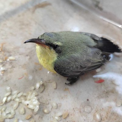 purple Sunbird 🐦