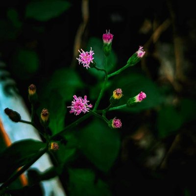 নাম না জানা ফুল 😁