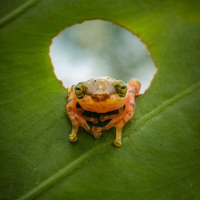 Cute Frog (Ranidae Family) 