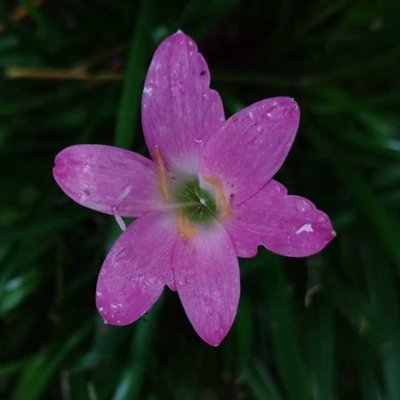 Zephyranthes minuta