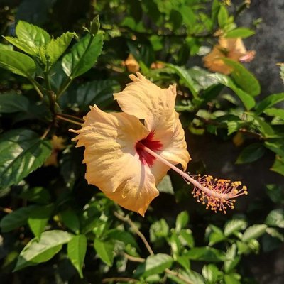 Hibiscus 🌺 