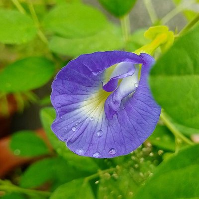 Asian pigeonwings Flower 