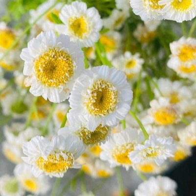 Daisy