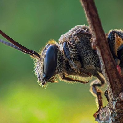 Scoliidae