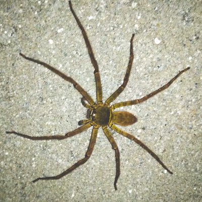 Huntsman spider