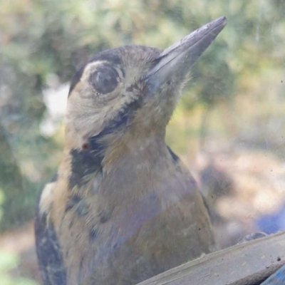 A bird 