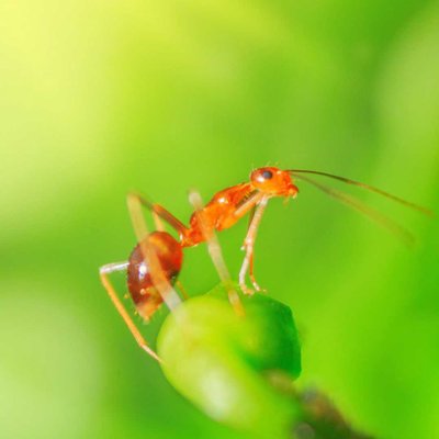Ant🐜