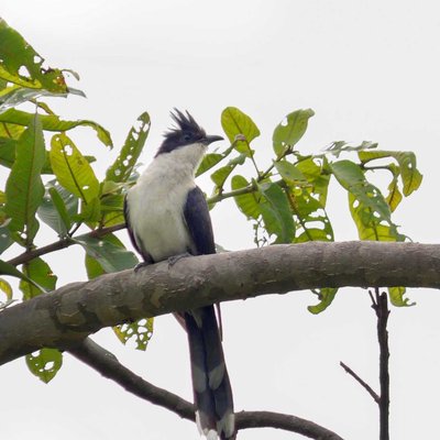 Birds World