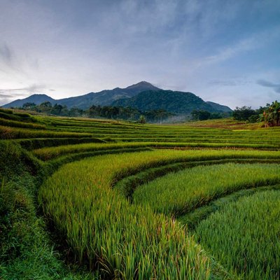 sawah terasiring