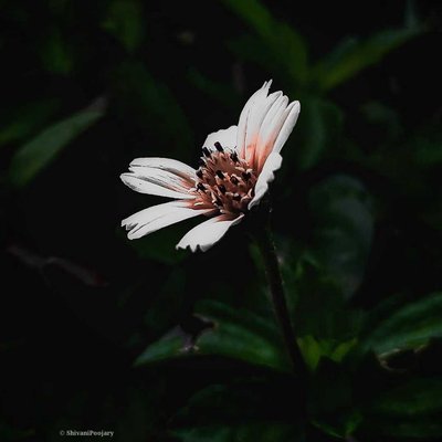 Flower 🌹