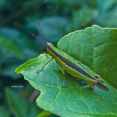 🦗