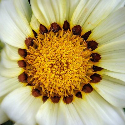 Macro