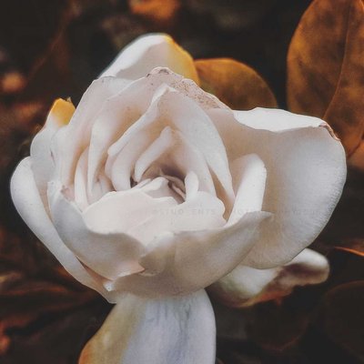 flower photography 