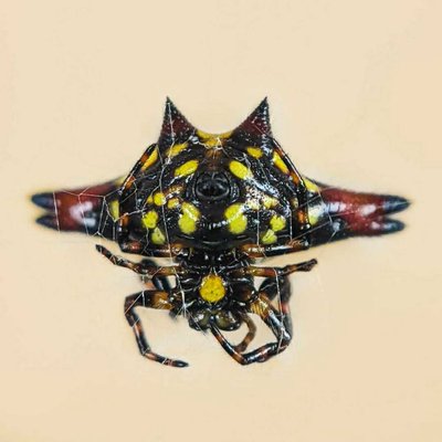 Spiny Orb Weaver 