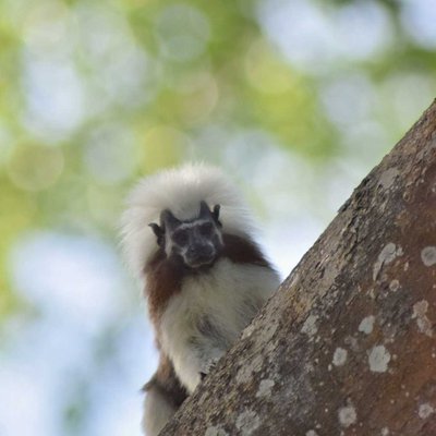 mono titi