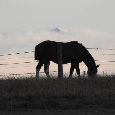 Caballo en La Misión. Ushuaia 