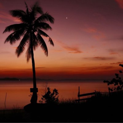 Pohon Kelapa
