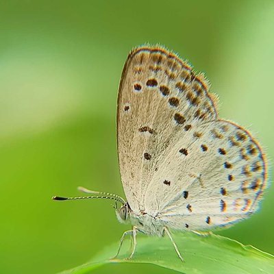 A butterfly 🦋