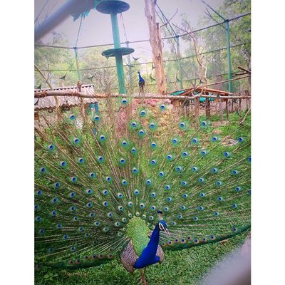 Peacocks 🦚 🗑*Might be a little biased in saying peacocks, 