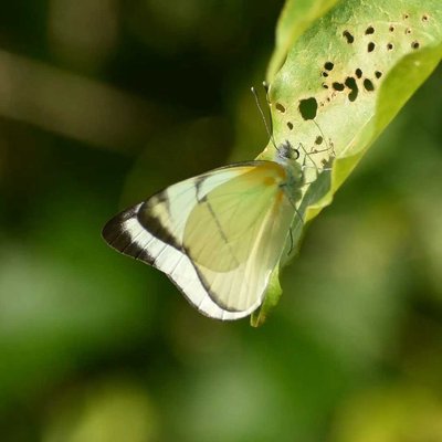 Salacia