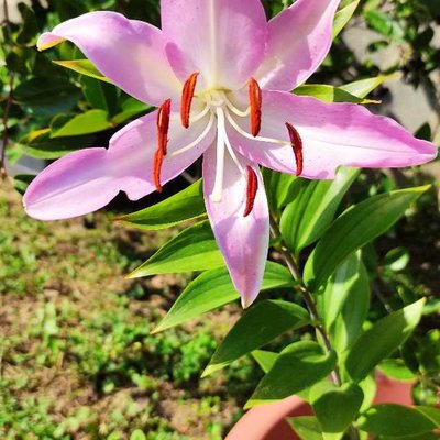 Lilly 