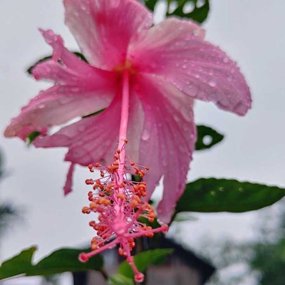 Hibiscus 
