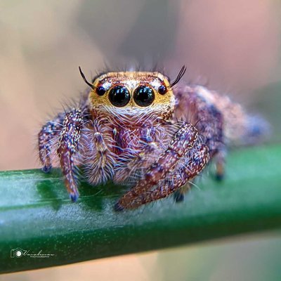 Cutest one among spiders 🕷️

