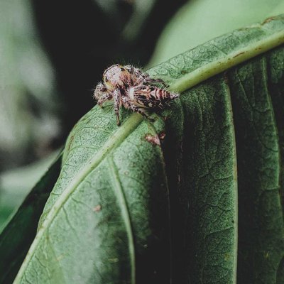 Phidippus Clarus🕷️..!