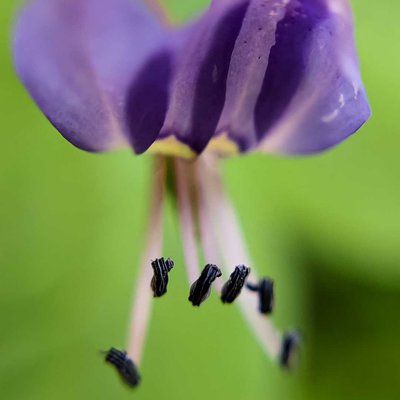 FRINGED SPIDER FLOWER