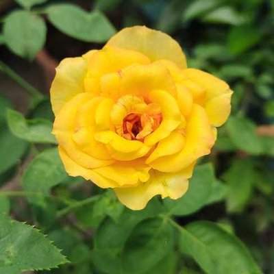 Yellow Rose