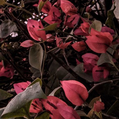lovely pink leaves 