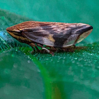 Froghopper
