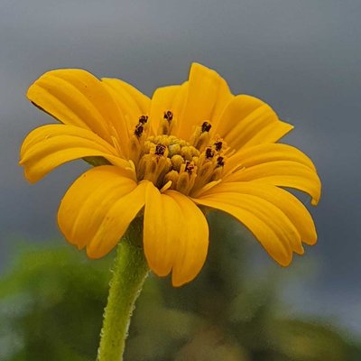 WEDELIA