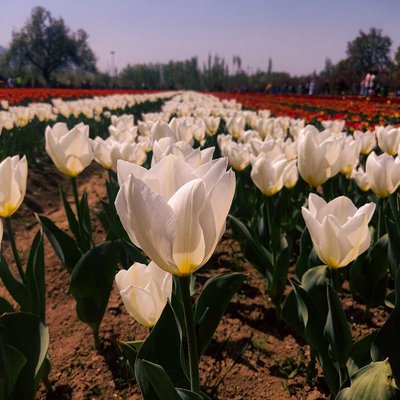 Asia's largest tulip garden 
